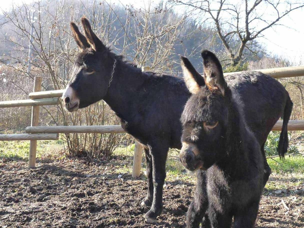 B&B Locanda Della Sesta Felicita Vaglio Serra Екстер'єр фото